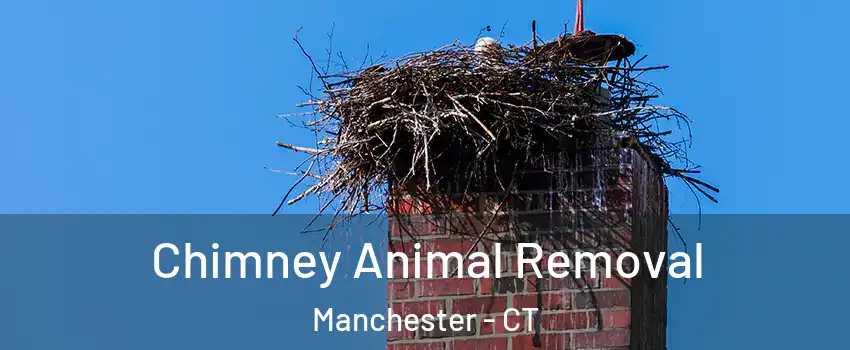 Chimney Animal Removal Manchester - CT
