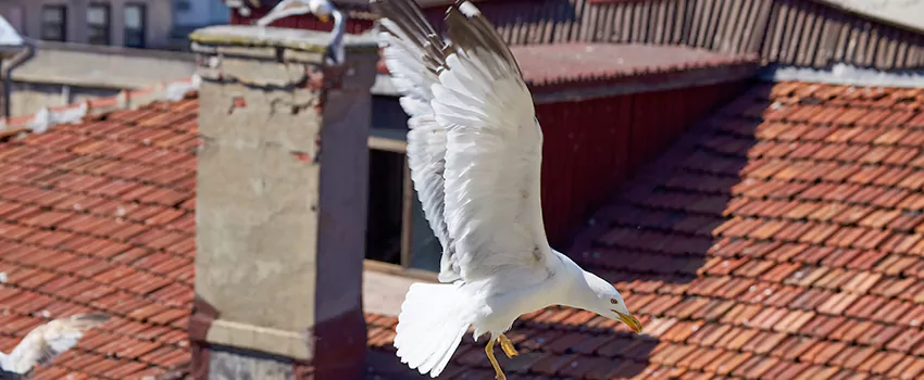 Residential Chimney Animal Removal Solution in Manchester, CT